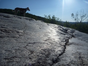 Polished bedrock surface, dog for scale